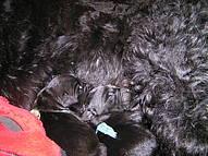 Click on the photo for the original