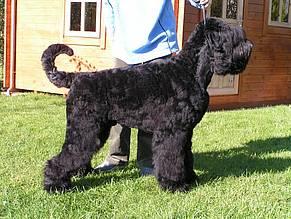 Click on the photo for the original