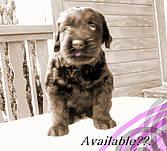 Click on the photo for the original