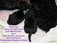 Click on the photo for the original