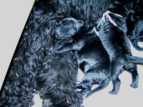 Click on the photo for the original